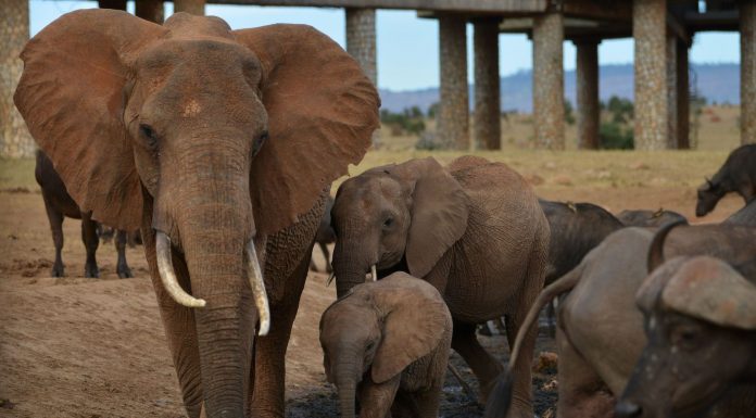 Kenya: Esmond Martin, militant contre le trafic de l’ivoire, a été tué