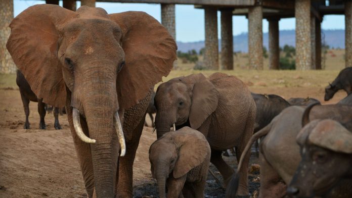 des-elephants-s-abreuvent-a-voi-au-kenya-le-16-fevrier-2017_5836723