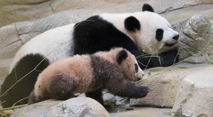 Première sortie publique du bébé panda au zoo de Beauval