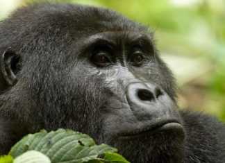 Ouganda, à la rencontre des derniers gorilles
