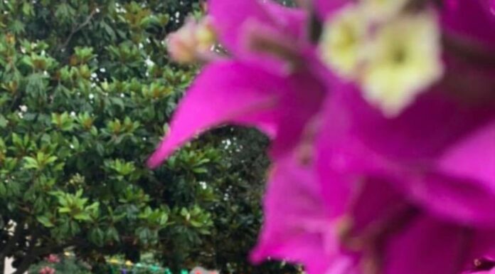 École Paritaire Mery : une excellence éducative au service du territoire